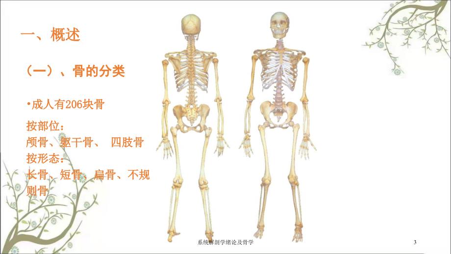 系统解剖学绪论及骨学_第3页