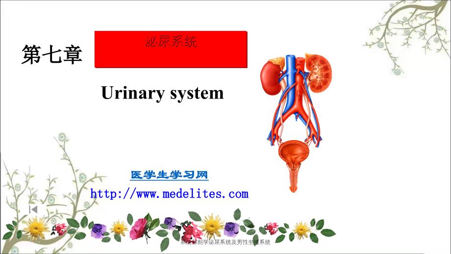 系统解剖学泌尿系统及男性生殖系统_第1页