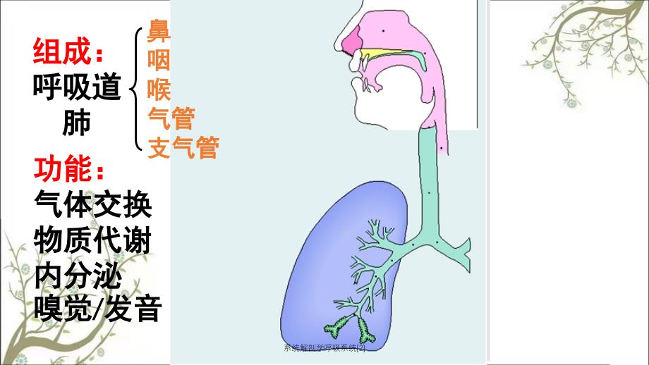 系统解剖学呼吸系统[2]_第2页