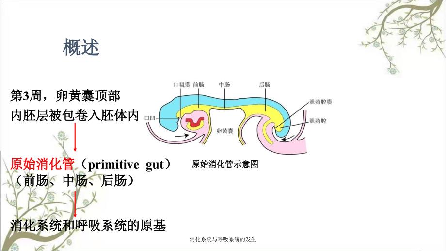 消化系统与呼吸系统的发生_第2页