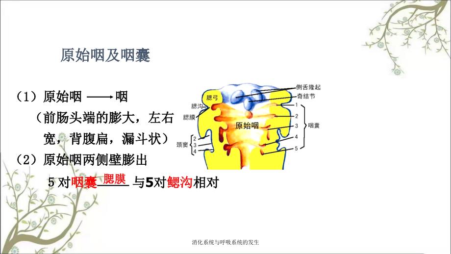 消化系统与呼吸系统的发生_第4页