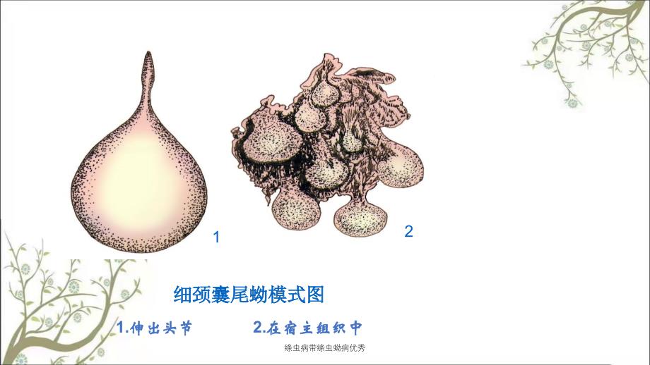 绦虫病带绦虫蚴病优秀_第3页