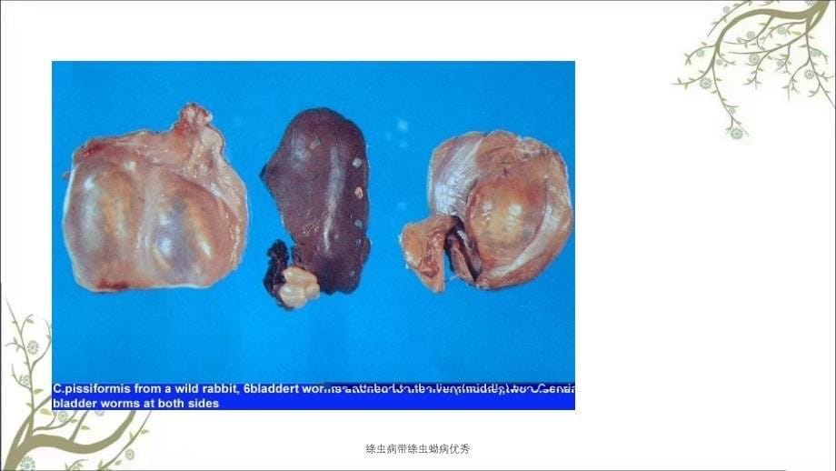 绦虫病带绦虫蚴病优秀_第5页