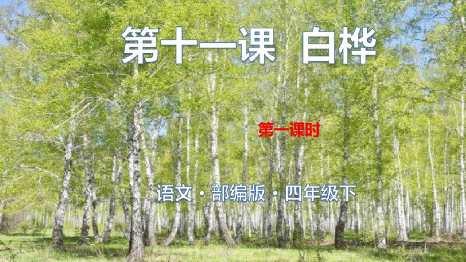 人民大道小学人教版四年级语文下册第三单元：第十一课白桦第一课时(共22页)课件_第1页