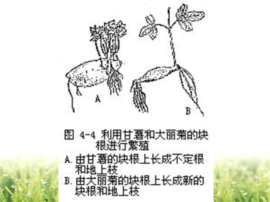 大学一年级PPT课件 植物学 第四章 植物的繁殖和繁殖器官新_第5页