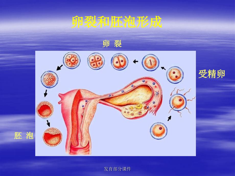 发育部分课件_第1页