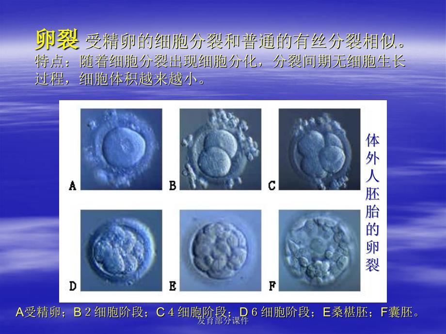 发育部分课件_第2页