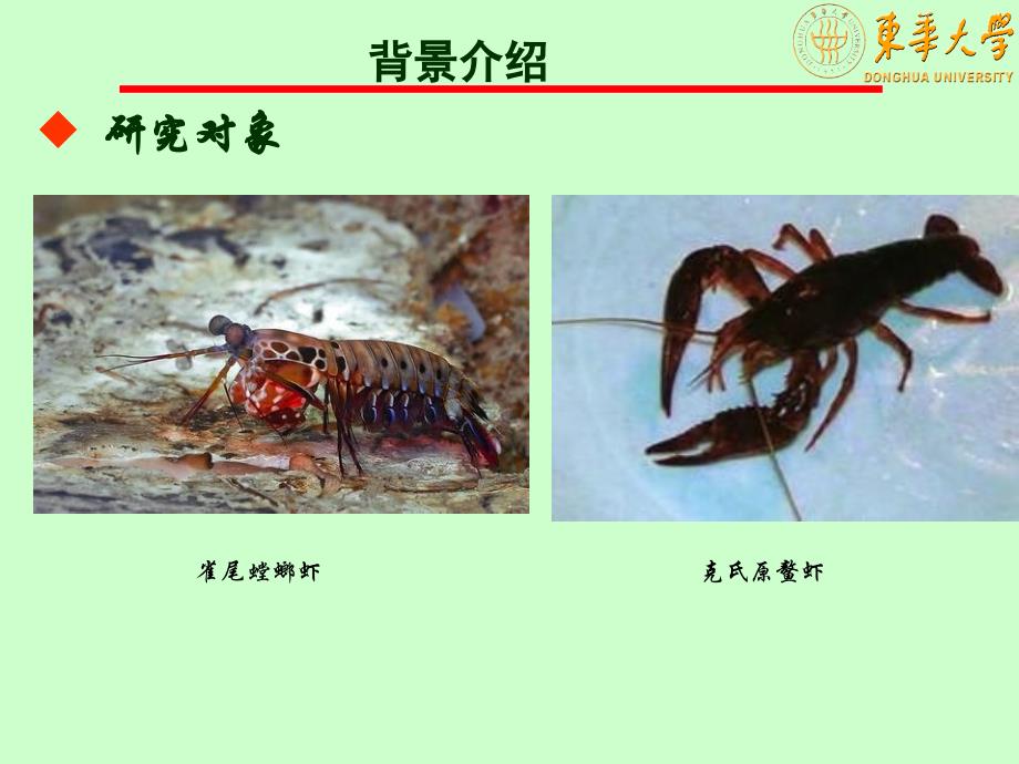 仿生学龙虾课件_第4页