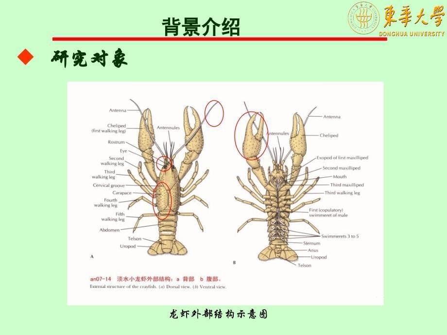 仿生学龙虾课件_第5页