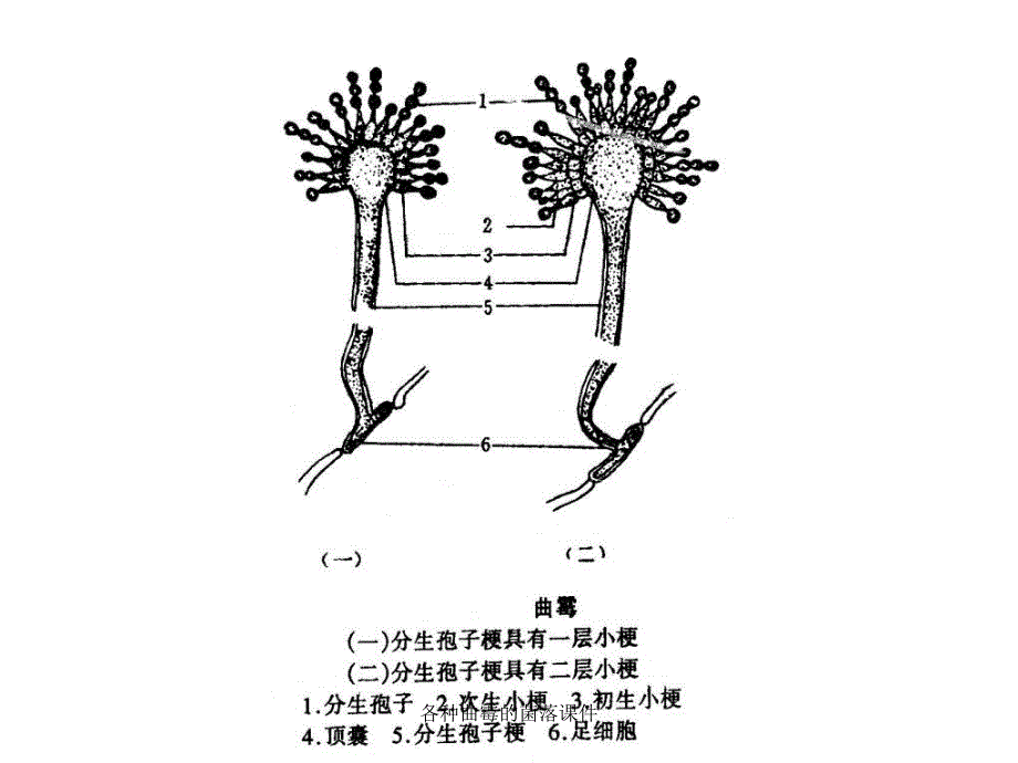 各种曲霉的菌落课件_第3页