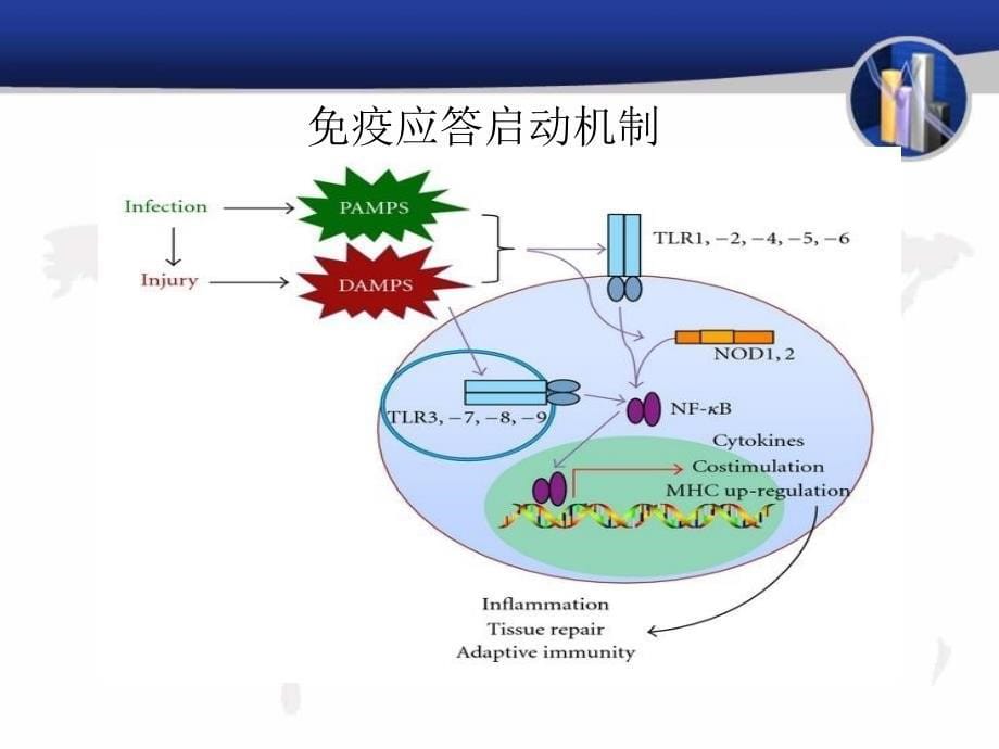 损伤相关模式分子[共32页]_第5页