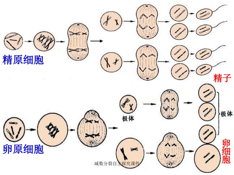 减数分裂自主探究课件_第2页