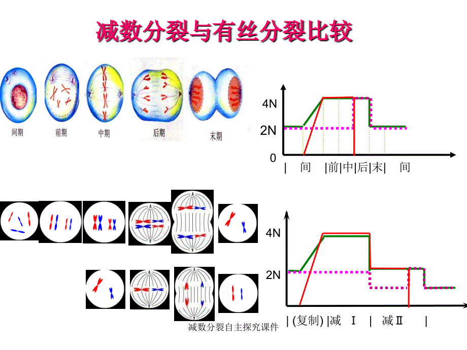 减数分裂自主探究课件_第4页