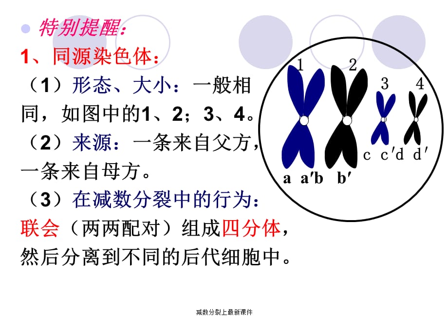 减数分裂上最新课件_第4页