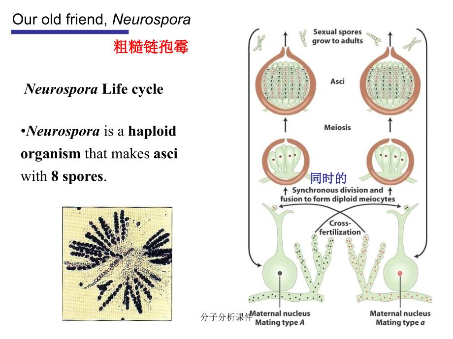 分子分析课件_第2页