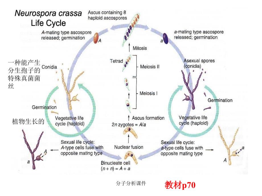 分子分析课件_第3页