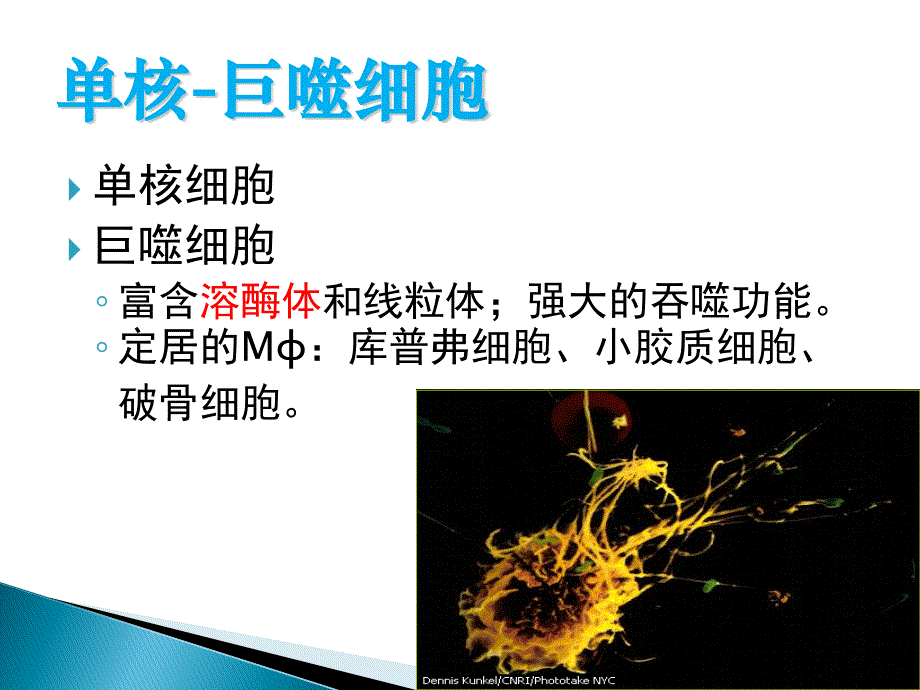 免疫学ppt课件 08固有免疫细胞及其主要生物学作用_第4页