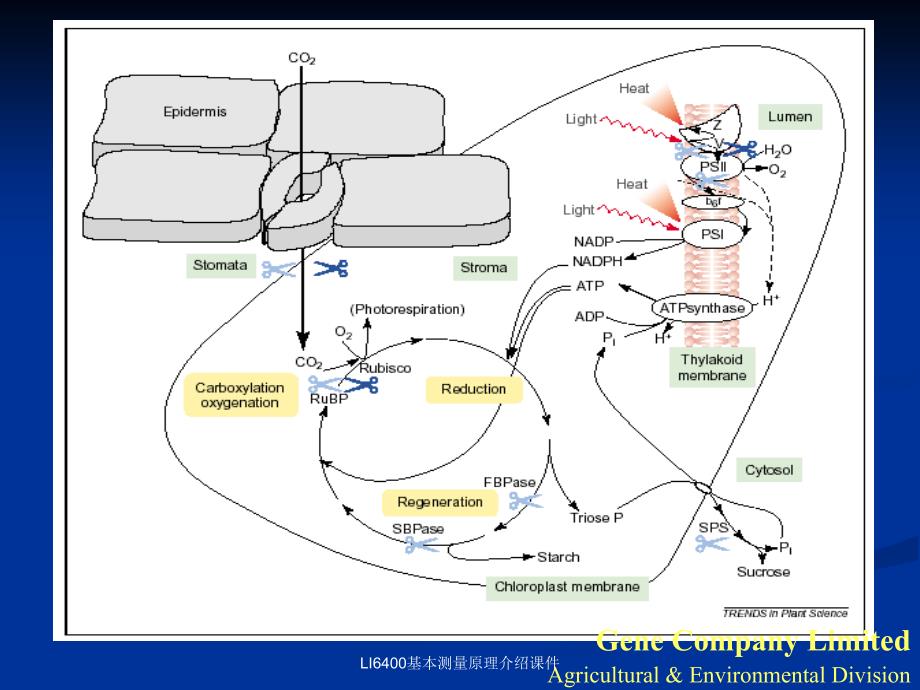 LI6400基本测量原理介绍课件_第4页