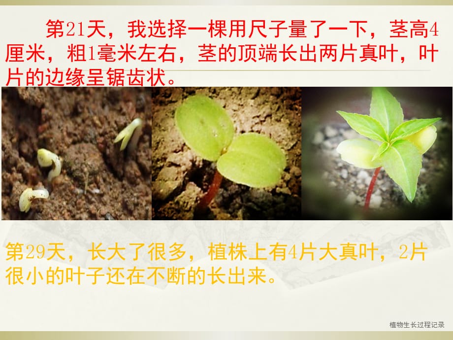 植物生长过程记录(经典实用)_第3页