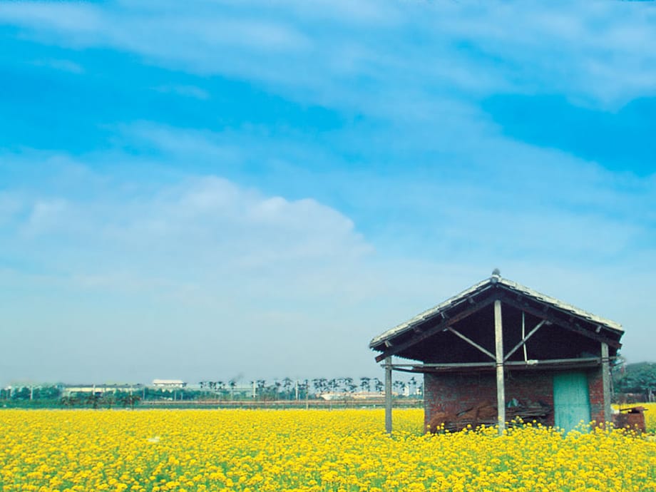 大自然田园风油菜花海_第1页