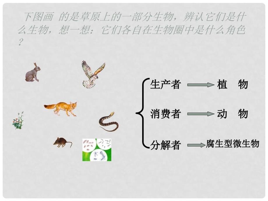 八年级生物动物在生物圈中的作用课件动物在生物圈中的作用_第5页