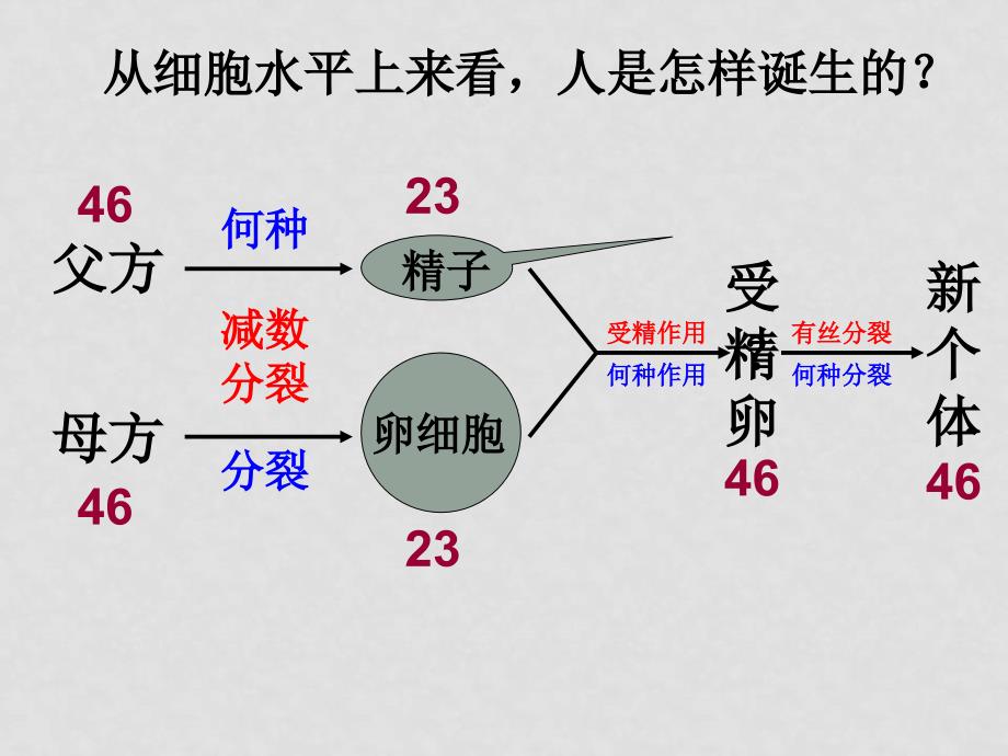 08年高中生物《减数分裂中的染色体行为》课件浙科版必修二减数分裂（修改）_第3页