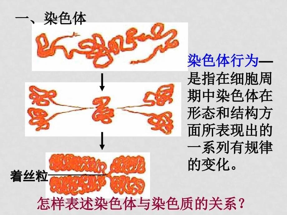 08年高中生物《减数分裂中的染色体行为》课件浙科版必修二减数分裂（修改）_第5页