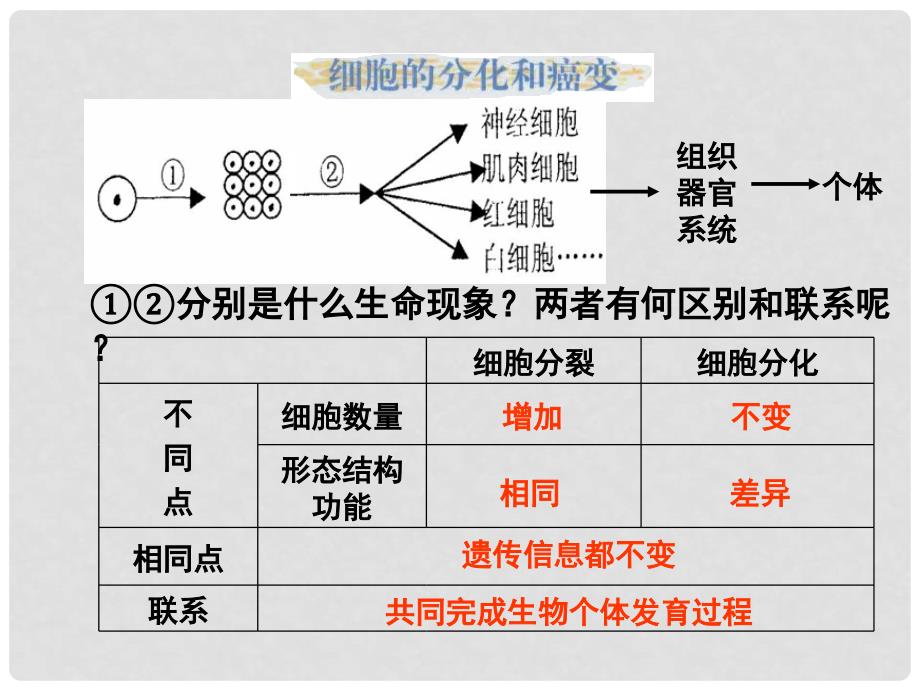 高中生物：6.2《细胞的分化》课件（3）（新人教版必修1）_第4页