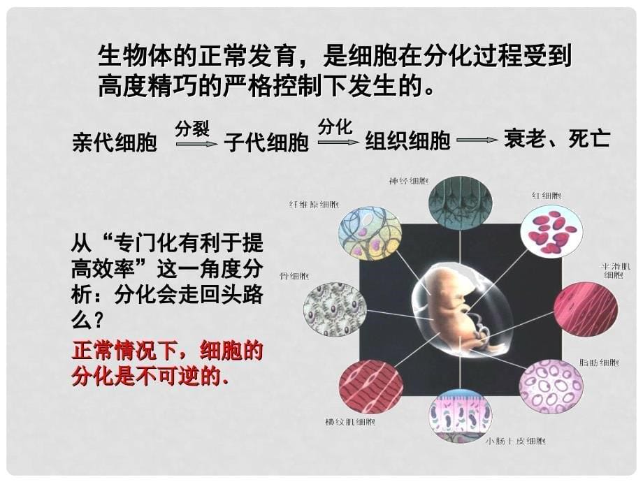 高中生物：6.2《细胞的分化》课件（3）（新人教版必修1）_第5页