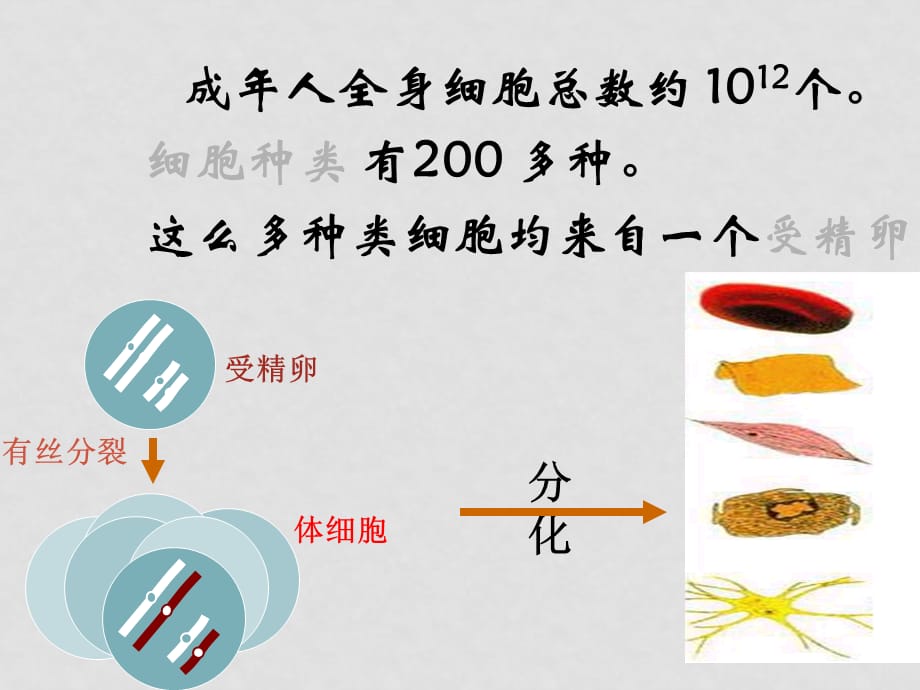 高考生物复习 细胞的分化、癌变和衰老 课件_第3页