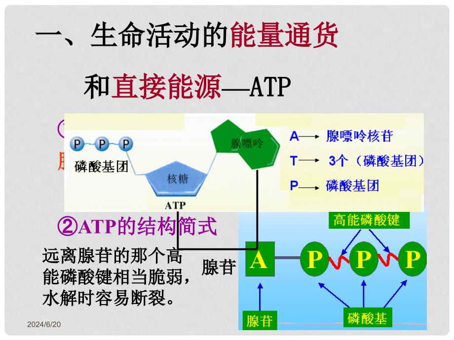 高一生物：4.1《ATP和酶》课件01苏教版必修1_第2页