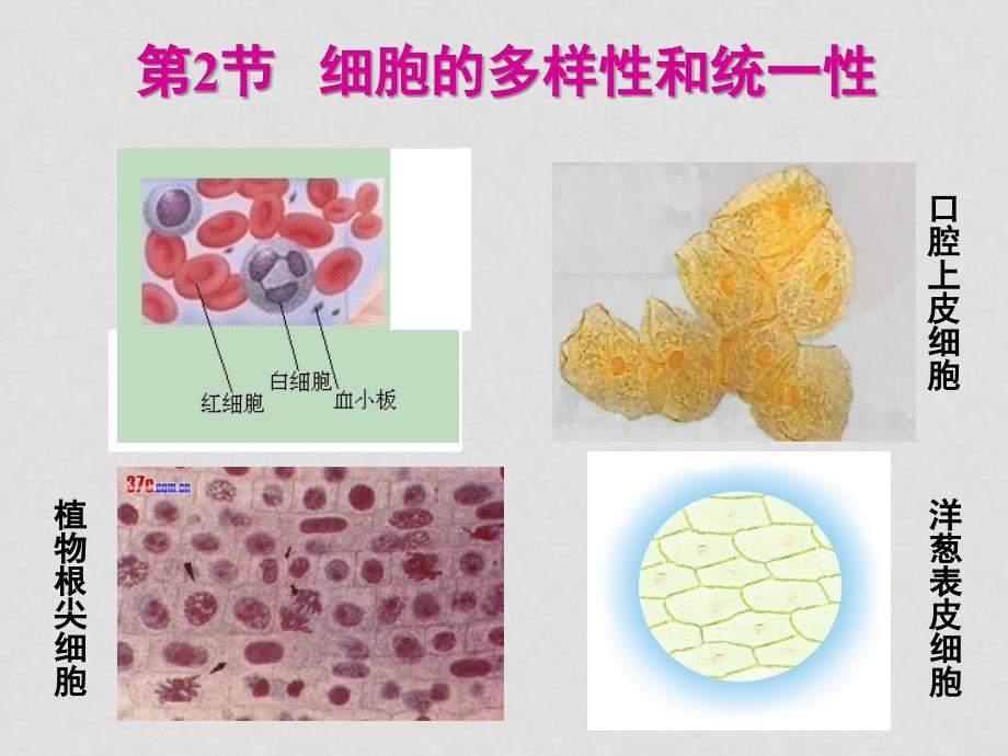 高三生物 1.2《细胞的多样性和统一性》课件（新人教版必修1）（2）山西_第1页