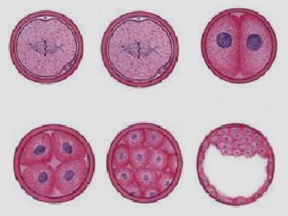 高中生物细胞的分化、衰老与癌变课件新人教版必修1_第3页