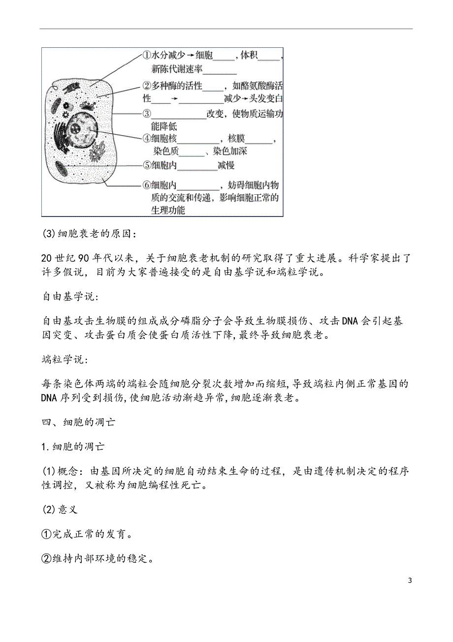 高中生物人教版必修一《细胞的分化,衰老,凋亡》讲义_第3页