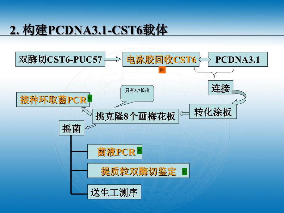 PCDNA3.1载体的构建_第4页