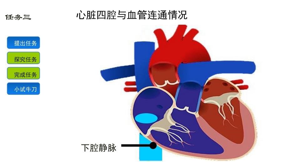 心腔与血管连通说课讲解_第5页