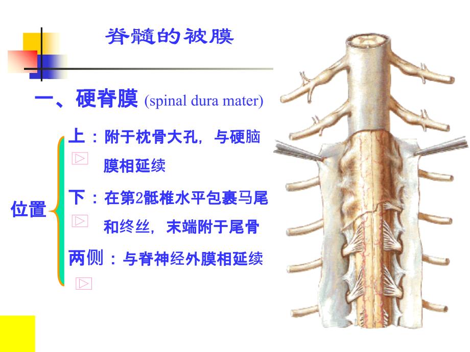 脑和脊髓的血管、被膜、脑脊液循环(人体解剖学)知识分享_第3页