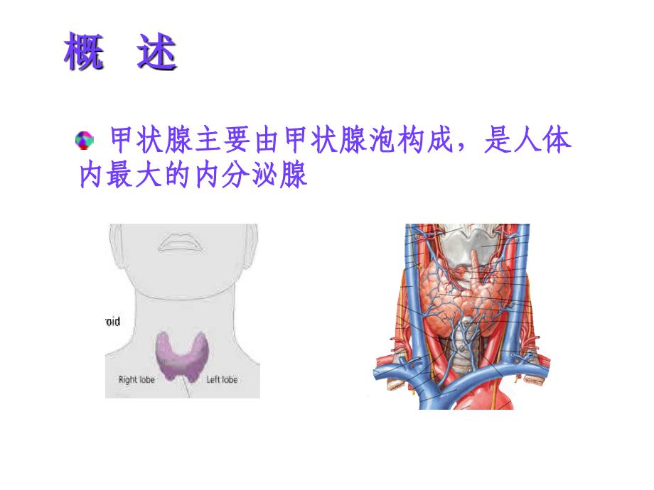 甲状腺激素及抗甲状腺药v_第2页