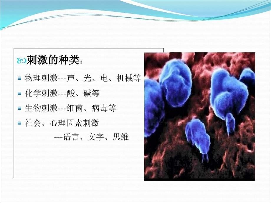 神经和肌肉生理教学案例_第5页