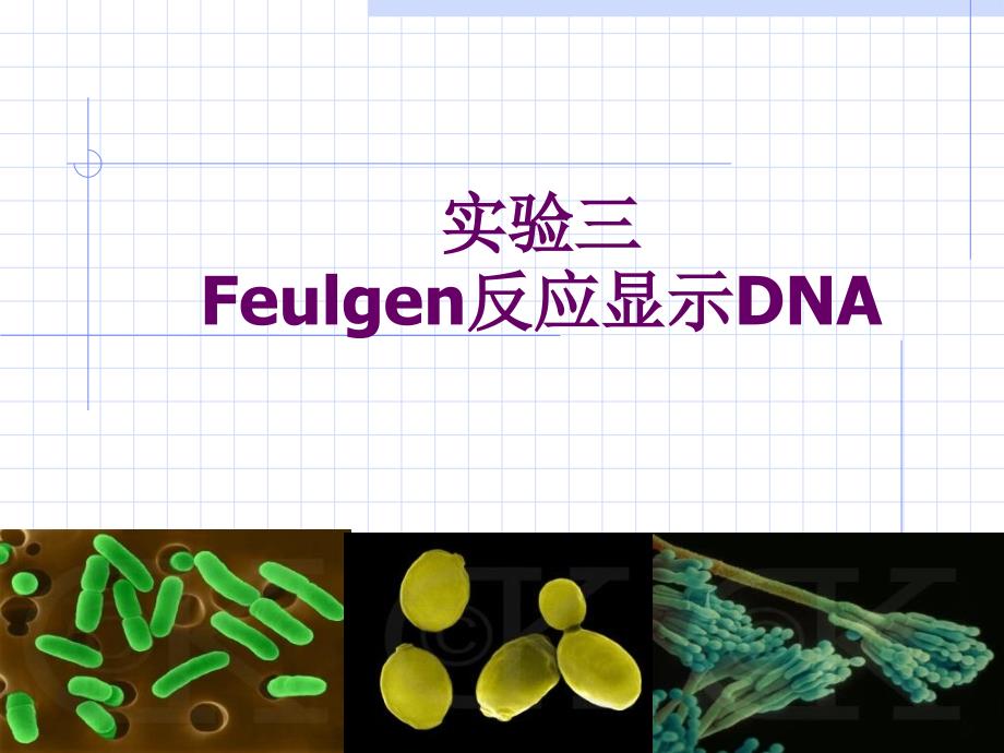 实验三Feulgen反应显示DNA20093教学教案_第1页