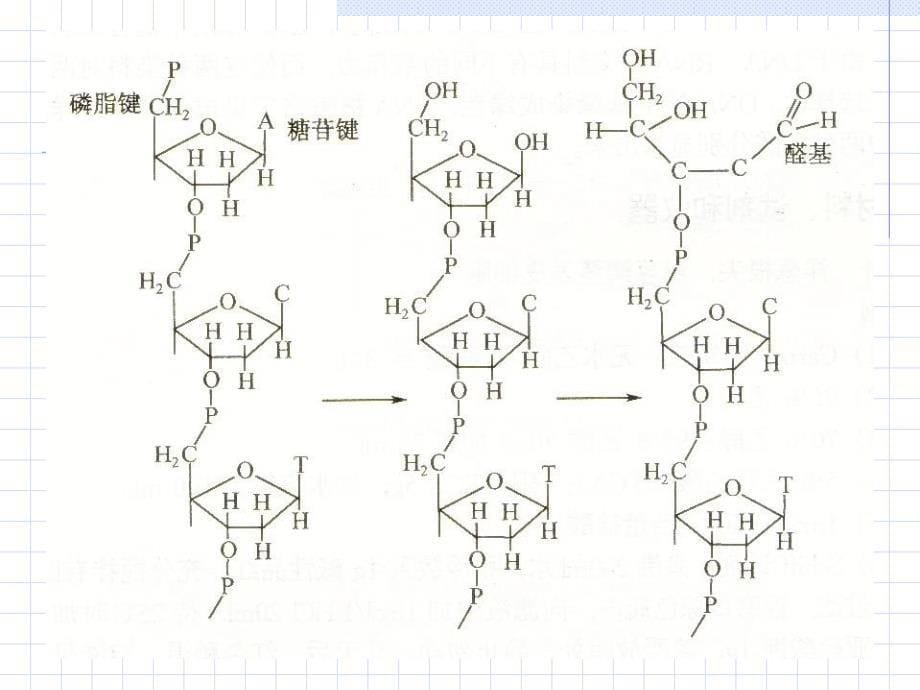 实验三Feulgen反应显示DNA20093教学教案_第5页