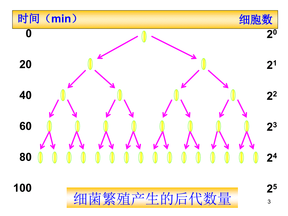 必修3 稳态与环境4.2 种群的数量变化_第3页