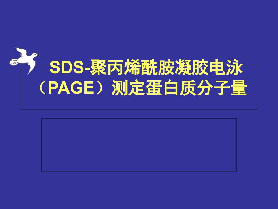 2012SDS聚丙烯酰胺凝胶电泳p电子教案_第1页