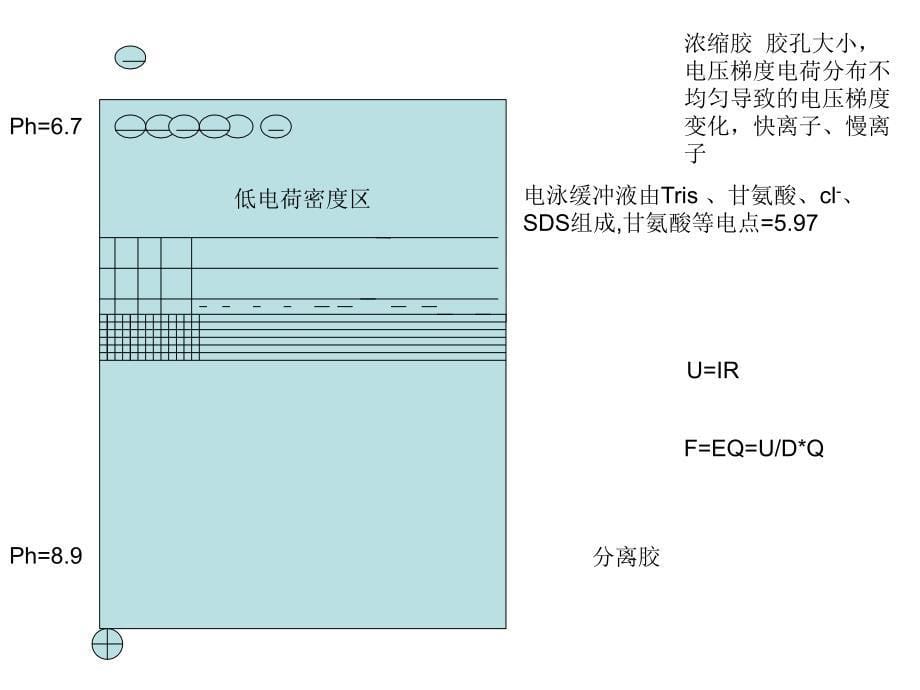 2012SDS聚丙烯酰胺凝胶电泳p电子教案_第5页