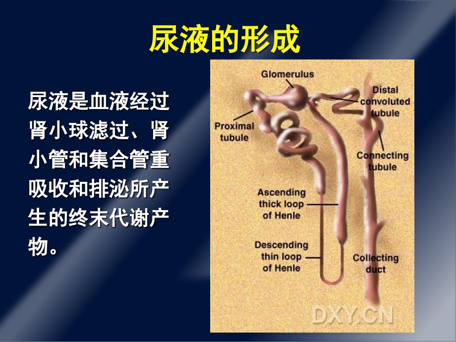 蛋白尿的诊断和鉴别诊断v教学材料_第2页