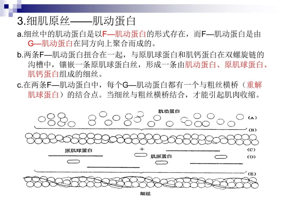 第四章屠宰后肉的变化p教学材料_第4页