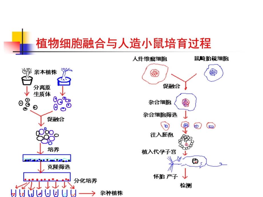 单克隆抗体与抗体工程v教学文稿_第4页