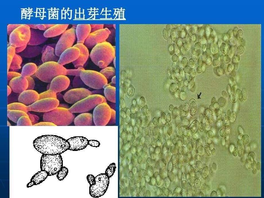 第二十一章第1节生物的无性生殖资料讲解_第5页