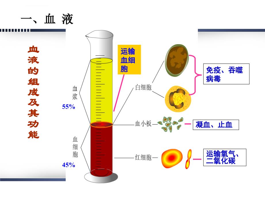 最终版的妇产妊娠合并贫血ppt课件_第3页