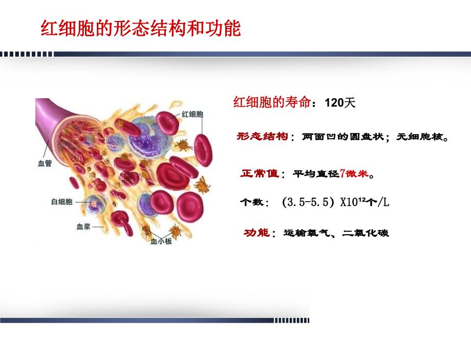 最终版的妇产妊娠合并贫血ppt课件_第4页